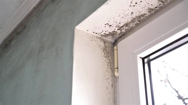 Mold Documentation for Insurance Claims in Bellefonte, DE